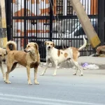 Eloped couple shot dead in sleep