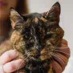 Fast fashion, delivery apps tap India’s next billion consumers