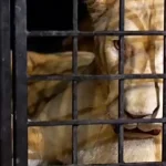 Shadab set for Pakistan comeback in Sri Lanka T20Is