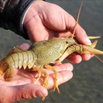 And B.B. created style – FashionNetwork