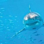 Meghan Markle’s early verdict on Kate Middleton revealed years after royal rift