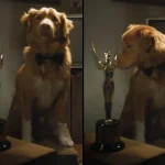 Taylor Swift gifts homemade sourdough to Haim sisters and Sombr during LA dinner