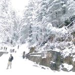 Great white sharks face extinction in Mediterranean, say researchers