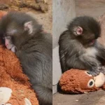 Tariq confident of Pakistan comeback