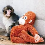 WhatsApp adds option to share past group messages with newcomers