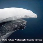 World’s oldest wombat in western Japan zoo turns 37