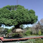 Neve Campbell shares new details about ‘Scream 7’ ahead of release