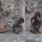 Ex-Prince Andrew’s arrest image displayed in Louvre by activists amid protest