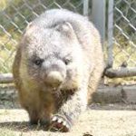 Netflix boss defends bid for Warner Bros as Paramount deadline looms