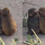 ‘Love Island USA’ star Huda Mustafa responds after restraining order filed by boyfriend’s ex in LA