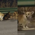 Why was Emily Osment absent from ‘Hannah Montana’ reunion? Actress breaks silence