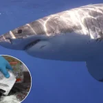 Zayn Malik explains ‘Konnakol’ album meaning and Pakistani musical influences in new interview