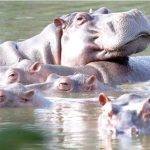 Kanye West lands in new trouble over concert in Marseille after UK ban