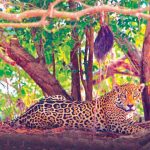 Strategy Buys $1 Billion in Bitcoin, Holdings Near 800,000 BTC