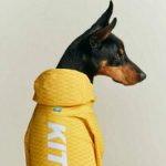 Vichy signs PSG player Vitinha as global brand ambassador