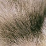 Who is Alexia Jayy? Singer crowned ‘The Voice’ Season 29 winner during NBC finale